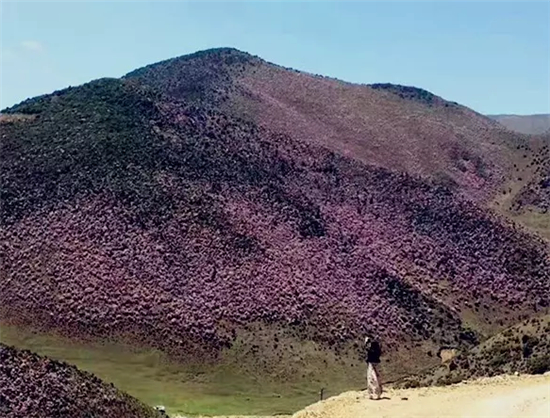 一路向北,没有最美,只有都美…赏花季节:4月20日—5月10日(苏世瑾)