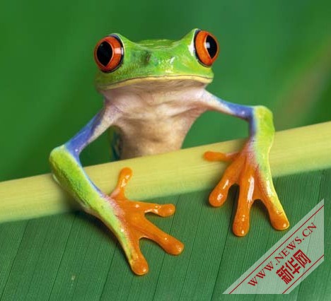 盘点十种奇特绿色动物