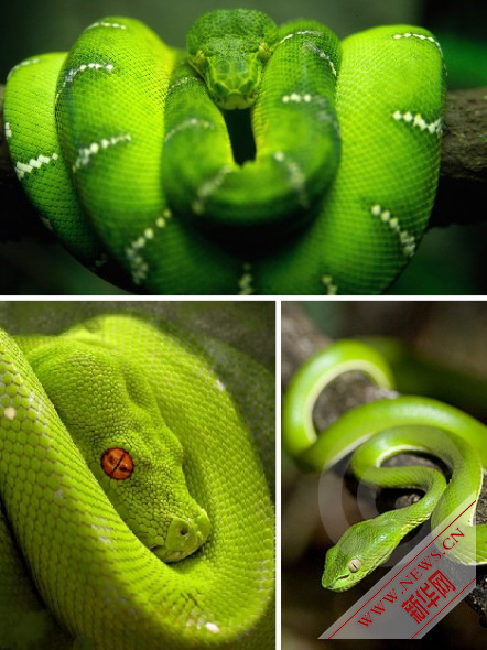 盘点十种奇特绿色动物