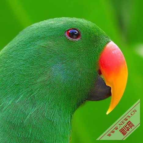 盘点十种奇特绿色动物