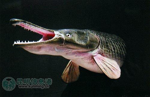 王师傅在采莲河抓到长嘴"怪鱼"_昆明信息港