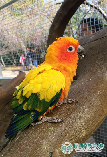 500多只名贵品种鹦鹉入住昆明动物园_昆明信息港