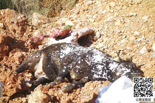 "死牛烂马"运到昆明 流入餐馆学校_昆明信息港