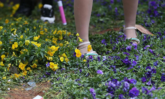 摧花 5 踩踏花坪伤花落英缤纷,这是很美丽的景象,可遗憾的是,这一次