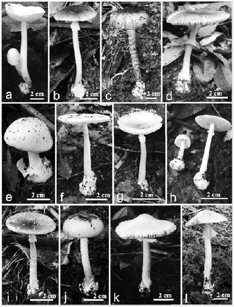 12种剧毒菌子