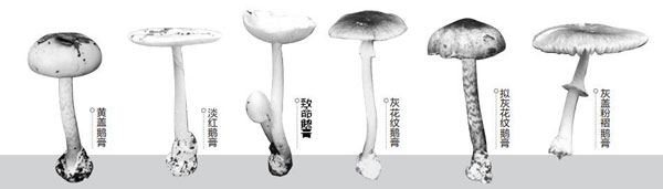 云南有6种 