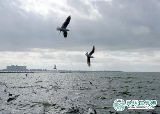 昆明海埂公園海鷗已靠岸週末相約喂海鷗