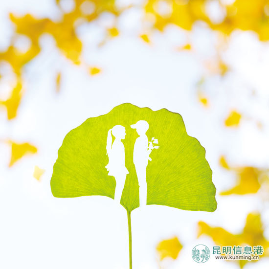 金秋时节，正是观赏银杏的好时节(创意图片)