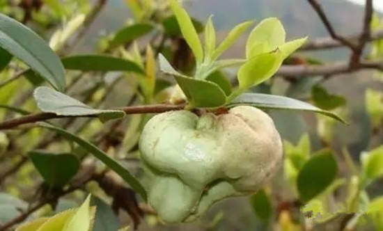 茶籽泡(又名:茶桃)