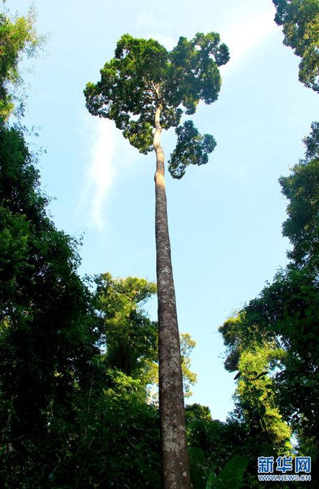 望天树精神:每一次成长都是历练_昆明信息港