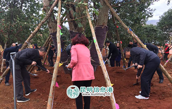呈贡白龙潭公园新增173亩“云南白药林” 呈贡白龙潭公园新增173亩“云南白药林”