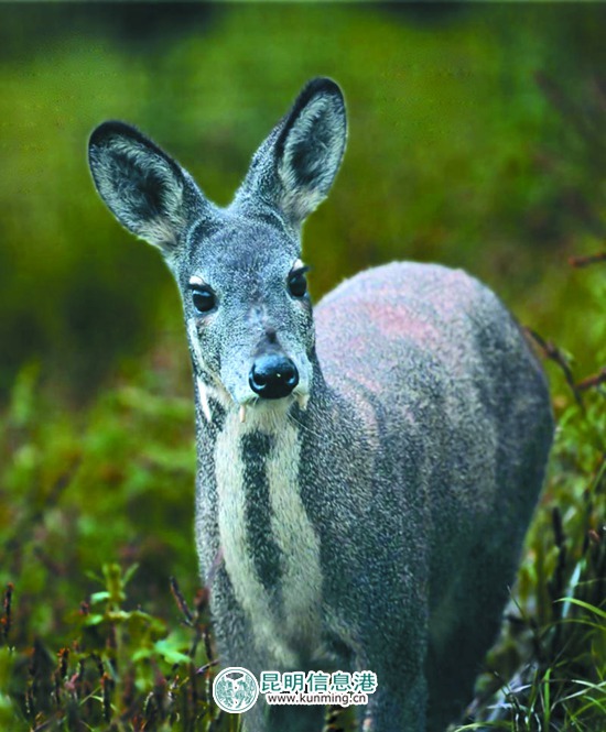 4种珍稀野生动物现身轿子山保护区