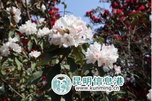 牛栏江镇第四届马鞍山马缨花节开幕 马缨花海美醉游人