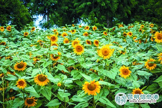 捞渔河公园30万株向日葵盛开迎客 花期到10月底