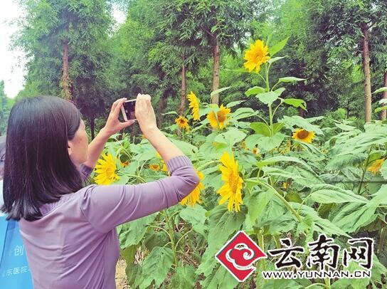 30万株向日葵迎来盛花期 捞渔河湿地公园又一波花海来袭 