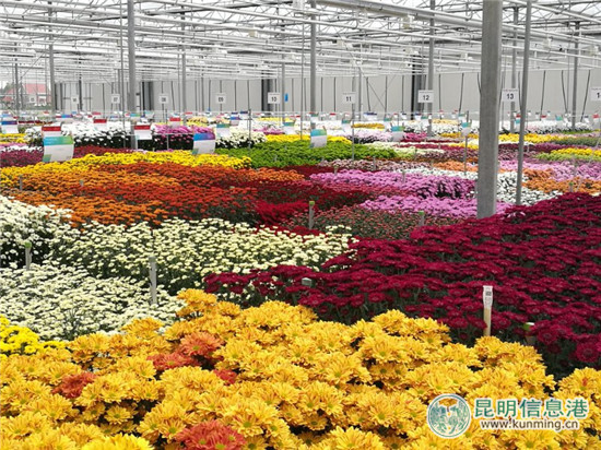虹之华切花菊品种展区