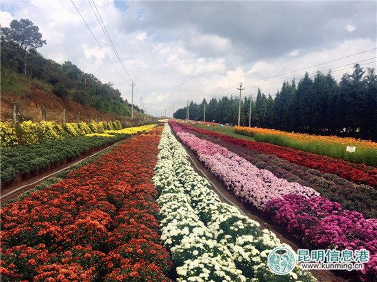 嵩明县第二届花博会盛大启幕 870亩花海带游客徜徉花世界