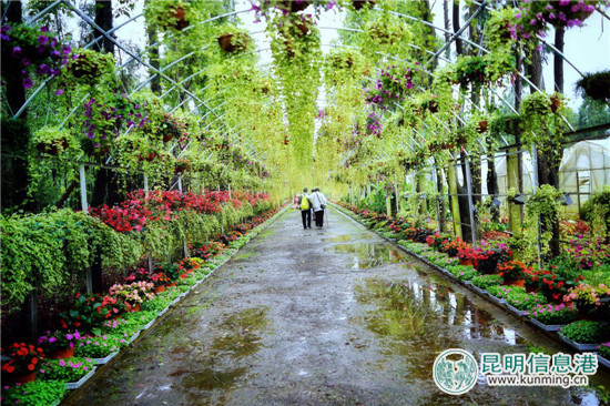 嵩明县第二届花博会盛大启幕 870亩花海带游客徜徉花世界