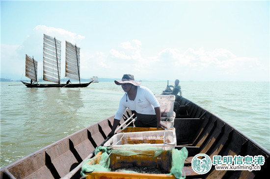 滇池“最长开湖季”今日落幕 上岸银鱼小虾都比去年贵