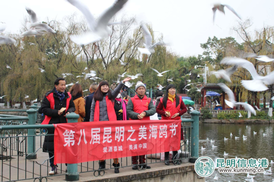 第八届“昆明之美”海鸥节在翠湖举行