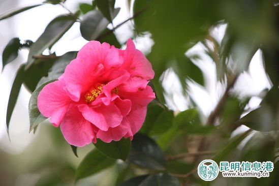 早山茶初绽。