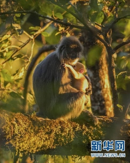 德宏发现菲氏叶猴中国最大群体