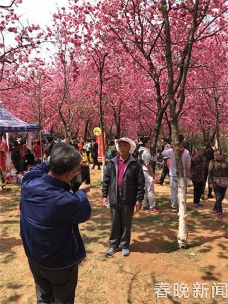 “别踩我，我怕疼”圆通山赏樱花游人请“脚下留情”