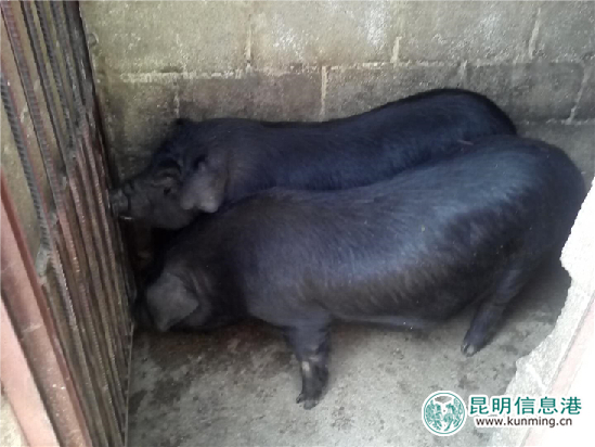 撒坝猪是源自禄劝县撒营盘地区的一种本土猪种，肉质优良、营养价值高。
