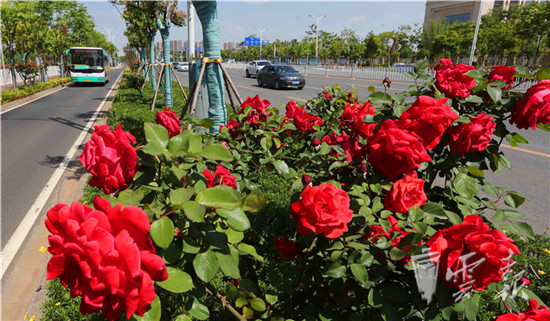 “月季树”繁花似锦营造春城鲜花大道