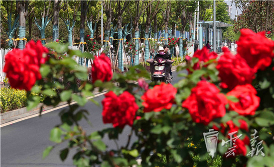 “月季树”繁花似锦营造春城鲜花大道