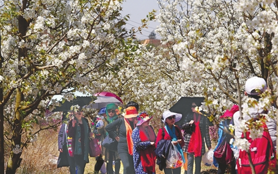 基建之后万溪冲 梨花依旧笑春风